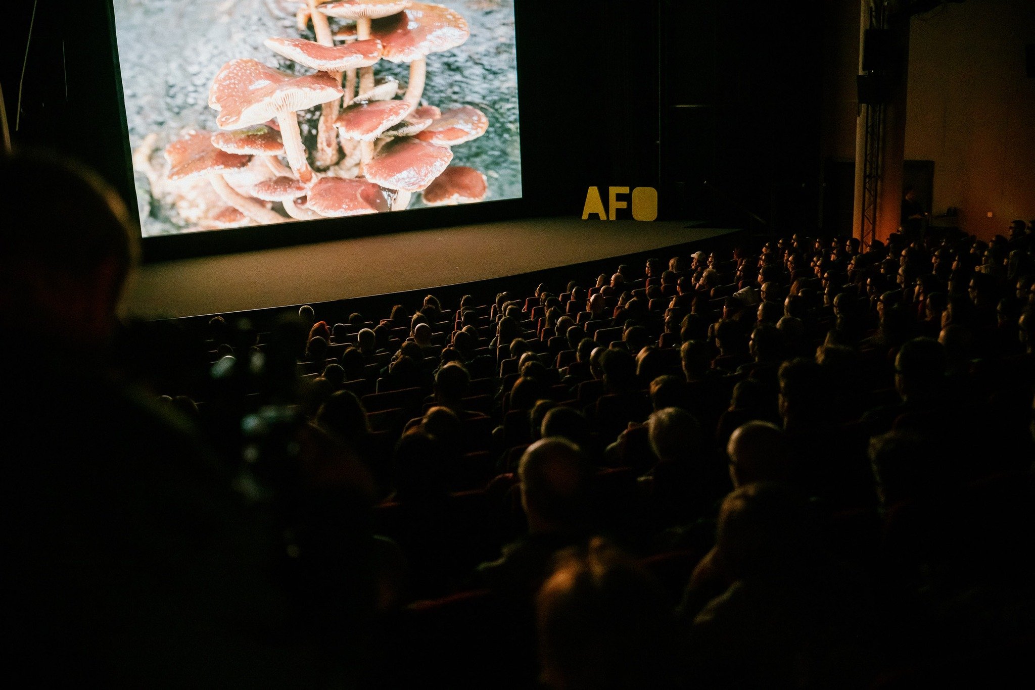 Promítání v kině Metropol na Academia Film Olomouc. © Jan Hromádko